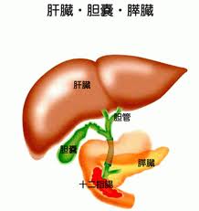 胆道系の解剖