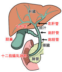 総胆管は肝臓と十二指腸をつなぐ管です。
