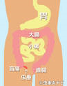 盲腸と虫垂の位置関係を確認してください。